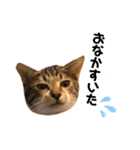 猫のピノちゃん♂（個別スタンプ：8）