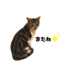 猫のピノちゃん♂（個別スタンプ：9）