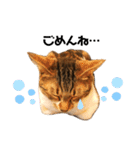 猫のピノちゃん♂（個別スタンプ：10）