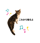 猫のピノちゃん♂（個別スタンプ：11）