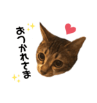 猫のピノちゃん♂（個別スタンプ：12）