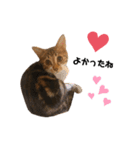 猫のピノちゃん♂（個別スタンプ：13）