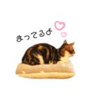 猫のピノちゃん♂（個別スタンプ：14）