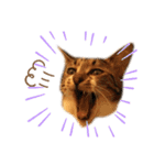 猫のピノちゃん♂（個別スタンプ：15）