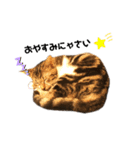 猫のピノちゃん♂（個別スタンプ：16）