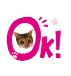 猫のピノちゃん♂（個別スタンプ：18）
