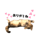 猫のピノちゃん♂（個別スタンプ：19）