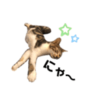 猫のピノちゃん♂（個別スタンプ：21）