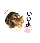 猫のピノちゃん♂（個別スタンプ：22）