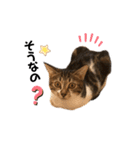 猫のピノちゃん♂（個別スタンプ：23）
