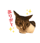 猫のピノちゃん♂（個別スタンプ：24）