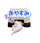 レプタイルアニマルスタンプ（個別スタンプ：5）