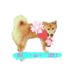 愛犬ラミのスタンプ(❁´ω`❁）2（個別スタンプ：1）