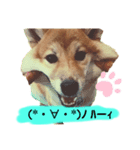 愛犬ラミのスタンプ(❁´ω`❁）2（個別スタンプ：2）