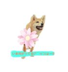 愛犬ラミのスタンプ(❁´ω`❁）2（個別スタンプ：3）