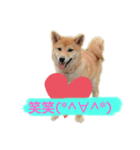 愛犬ラミのスタンプ(❁´ω`❁）2（個別スタンプ：4）