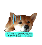愛犬ラミのスタンプ(❁´ω`❁）2（個別スタンプ：5）