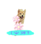 愛犬ラミのスタンプ(❁´ω`❁）2（個別スタンプ：6）