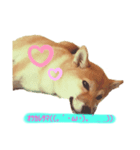 愛犬ラミのスタンプ(❁´ω`❁）2（個別スタンプ：7）