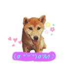 愛犬ラミのスタンプ(❁´ω`❁）2（個別スタンプ：8）