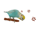 セキセイインコのニイコちゃん「色々言葉」（個別スタンプ：4）