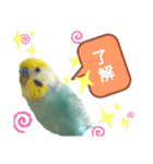 セキセイインコのニイコちゃん「色々言葉」（個別スタンプ：5）
