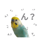 セキセイインコのニイコちゃん「色々言葉」（個別スタンプ：6）
