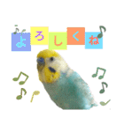 セキセイインコのニイコちゃん「色々言葉」（個別スタンプ：7）