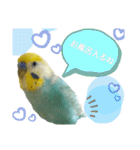 セキセイインコのニイコちゃん「色々言葉」（個別スタンプ：8）