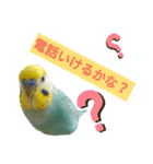 セキセイインコのニイコちゃん「色々言葉」（個別スタンプ：9）