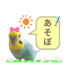 セキセイインコのニイコちゃん「色々言葉」（個別スタンプ：10）