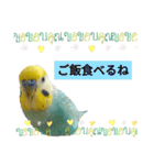 セキセイインコのニイコちゃん「色々言葉」（個別スタンプ：11）