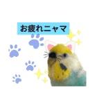 セキセイインコのニイコちゃん「色々言葉」（個別スタンプ：13）