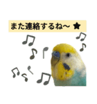 セキセイインコのニイコちゃん「色々言葉」（個別スタンプ：16）