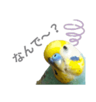 セキセイインコのニイコちゃん「色々言葉」（個別スタンプ：17）