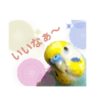 セキセイインコのニイコちゃん「色々言葉」（個別スタンプ：18）