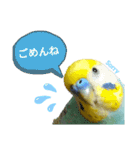 セキセイインコのニイコちゃん「色々言葉」（個別スタンプ：19）