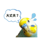 セキセイインコのニイコちゃん「色々言葉」（個別スタンプ：20）