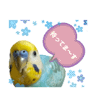 セキセイインコのニイコちゃん「色々言葉」（個別スタンプ：21）
