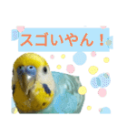 セキセイインコのニイコちゃん「色々言葉」（個別スタンプ：22）