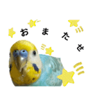 セキセイインコのニイコちゃん「色々言葉」（個別スタンプ：23）