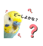 セキセイインコのニイコちゃん「色々言葉」（個別スタンプ：25）