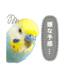 セキセイインコのニイコちゃん「色々言葉」（個別スタンプ：26）