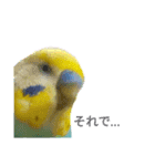 セキセイインコのニイコちゃん「色々言葉」（個別スタンプ：32）