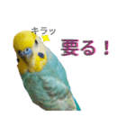 セキセイインコのニイコちゃん「色々言葉」（個別スタンプ：34）