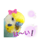 セキセイインコのニイコちゃん「色々言葉」（個別スタンプ：37）