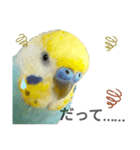 セキセイインコのニイコちゃん「色々言葉」（個別スタンプ：38）