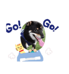 柴犬ライフ小鉄と小春（個別スタンプ：1）