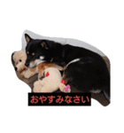 柴犬ライフ小鉄と小春（個別スタンプ：3）