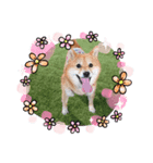 柴犬ライフ小鉄と小春（個別スタンプ：4）